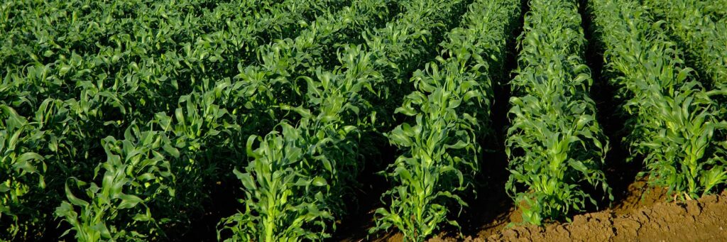 Crops-Biomass-Processing | Crops-Biomass-Processing
