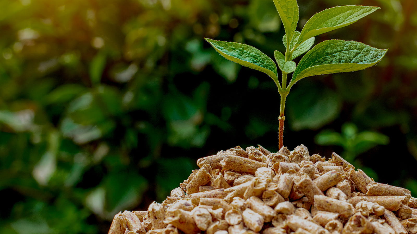 biomass-biofuel-conversion | Young plant sprouting from a pile of wood mulch, symbolizing growth and new beginnings in nature.