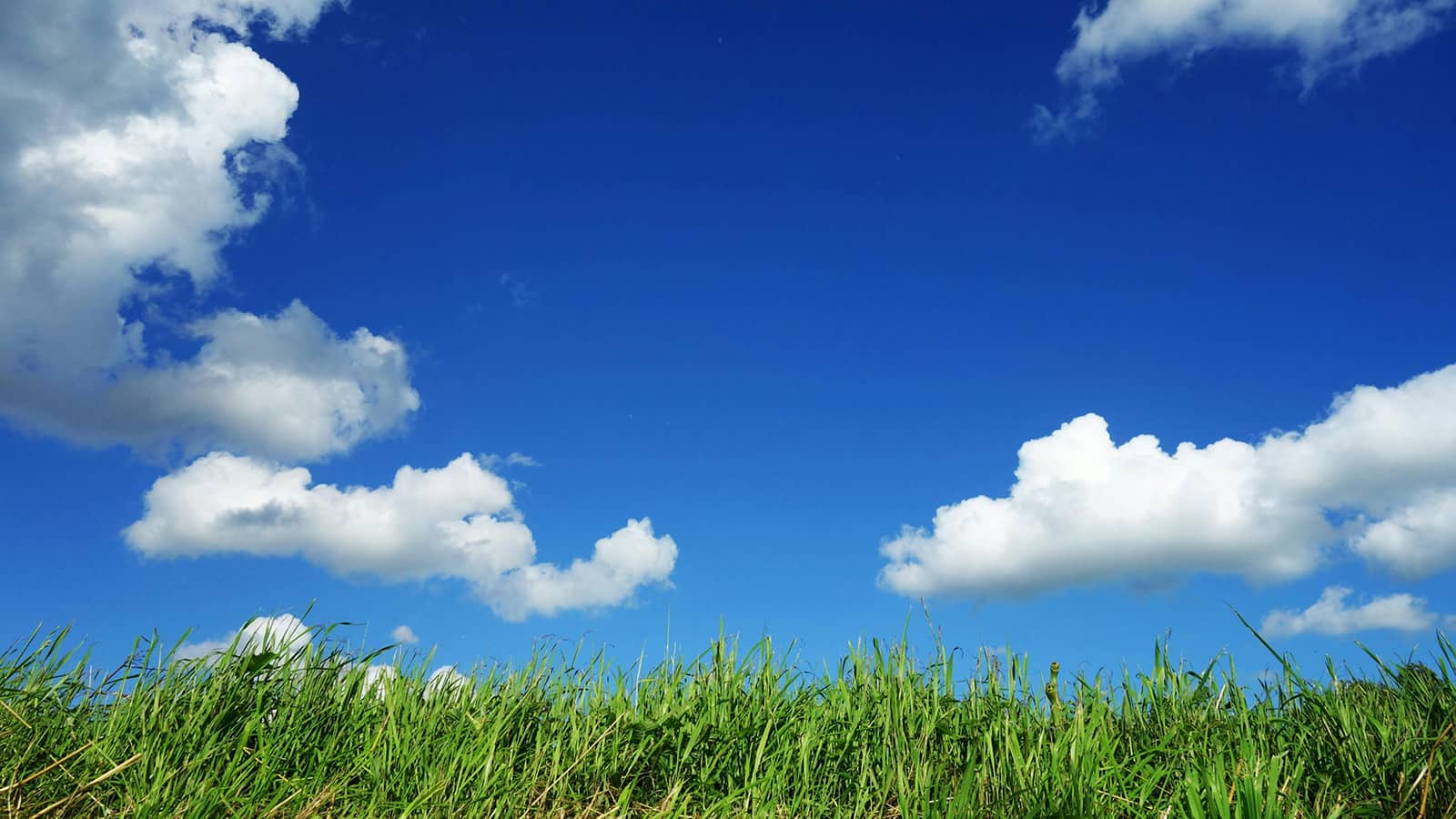 process-waste-streams-clean-enviornment | Blue sky with white clouds above a field of tall green grass.