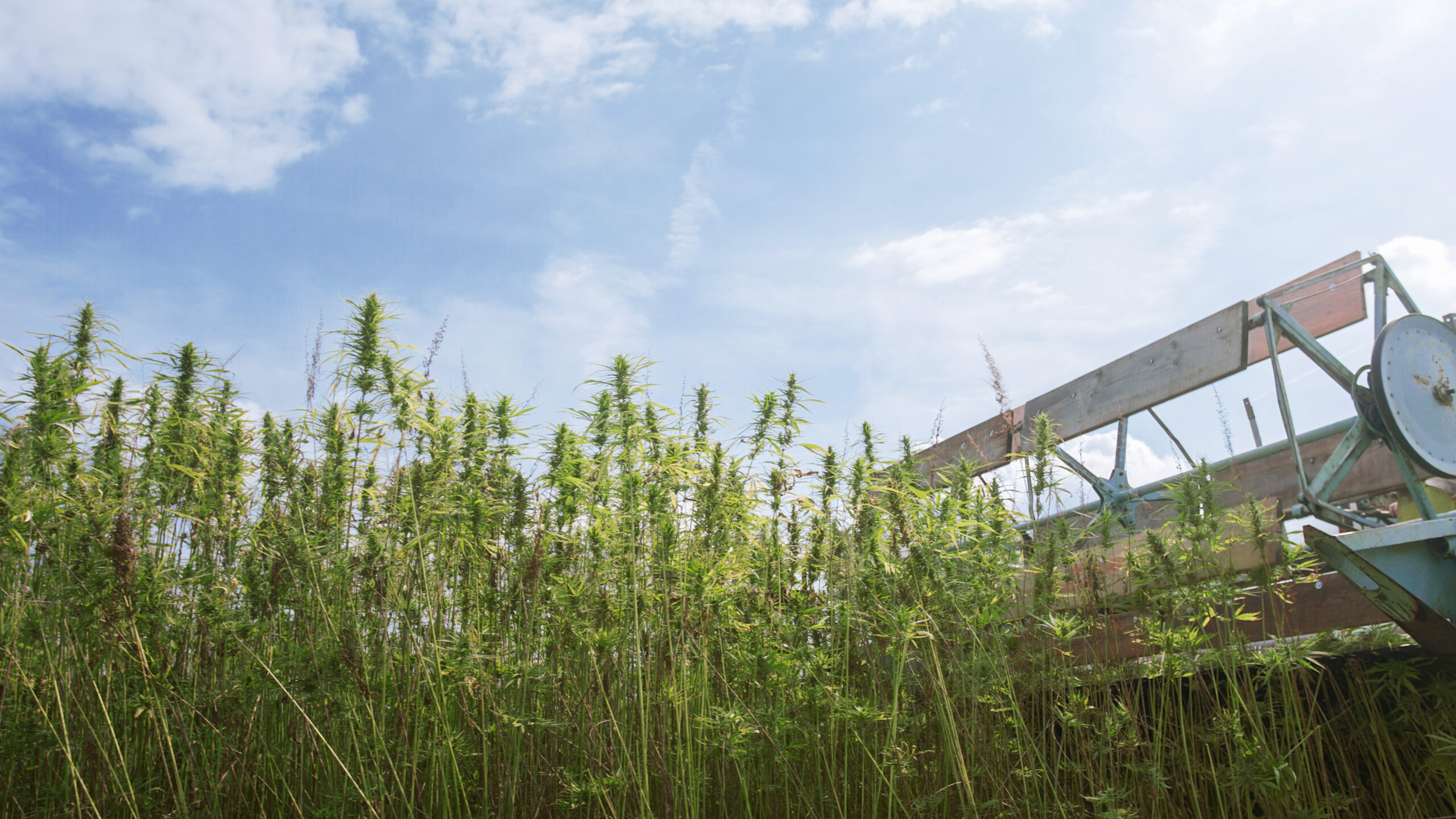 Cbd hemp combine harvester working on field growing cannabis plants.